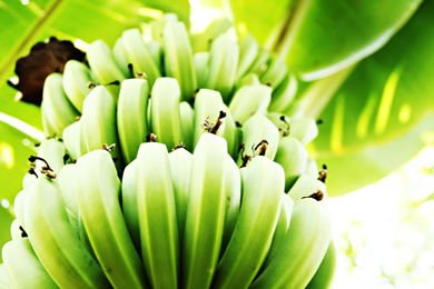 Biomassa de Banana Verde